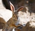 CRW_8284 jackrabbit new